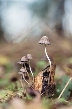 mushroom-1287425_640